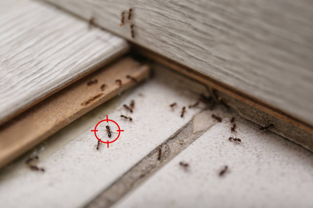 Best Bed Bug Extermination  in Park Falls, WI