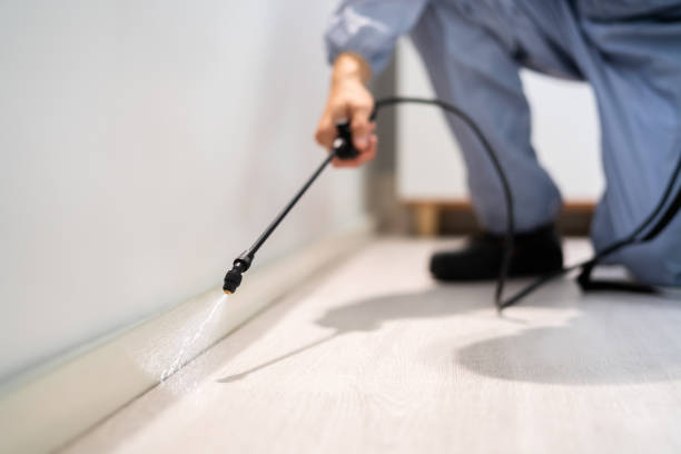 Best Flea Control Services  in Park Falls, WI