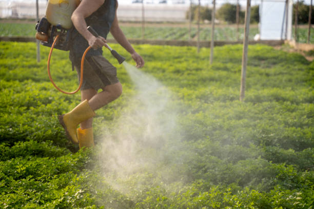 Best Ant Control Services  in Park Falls, WI
