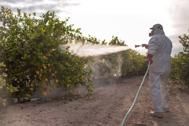 Best Termite Control Services  in Park Falls, WI