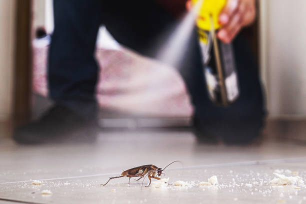 Best Flea Control Services  in Park Falls, WI