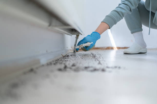 Best Termite Control Services  in Park Falls, WI